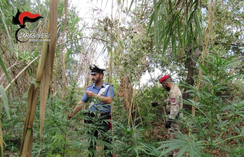 Marijuana Carabinieri