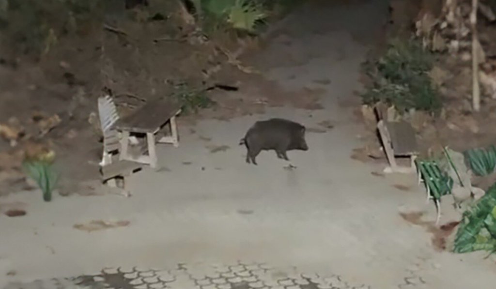 Cinghiale