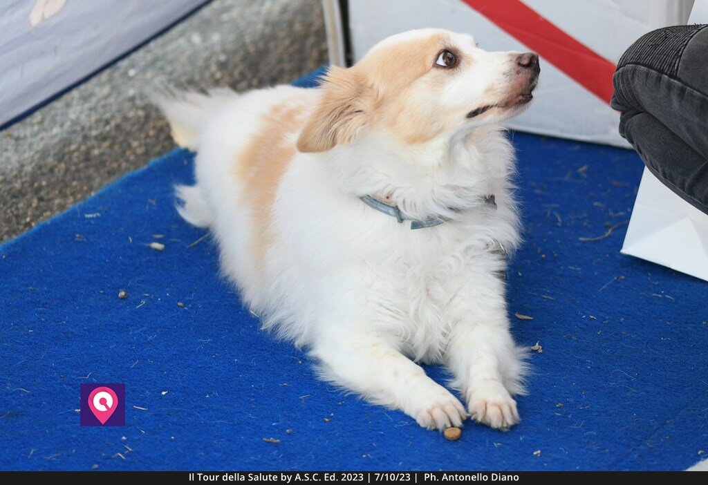 Tour Della Salute Asc (18)