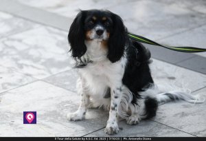 Tour Della Salute Asc (57)