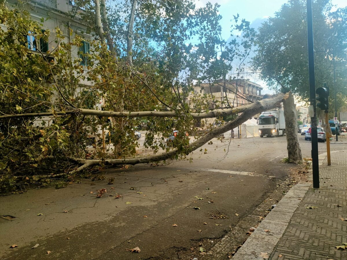 Albero Caduto Reggio Calabria
