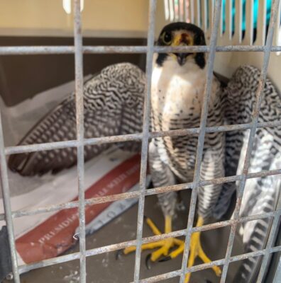 Falco 2