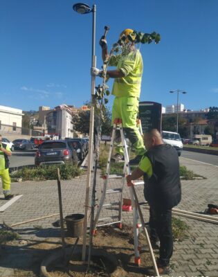 Festa Alberi 1