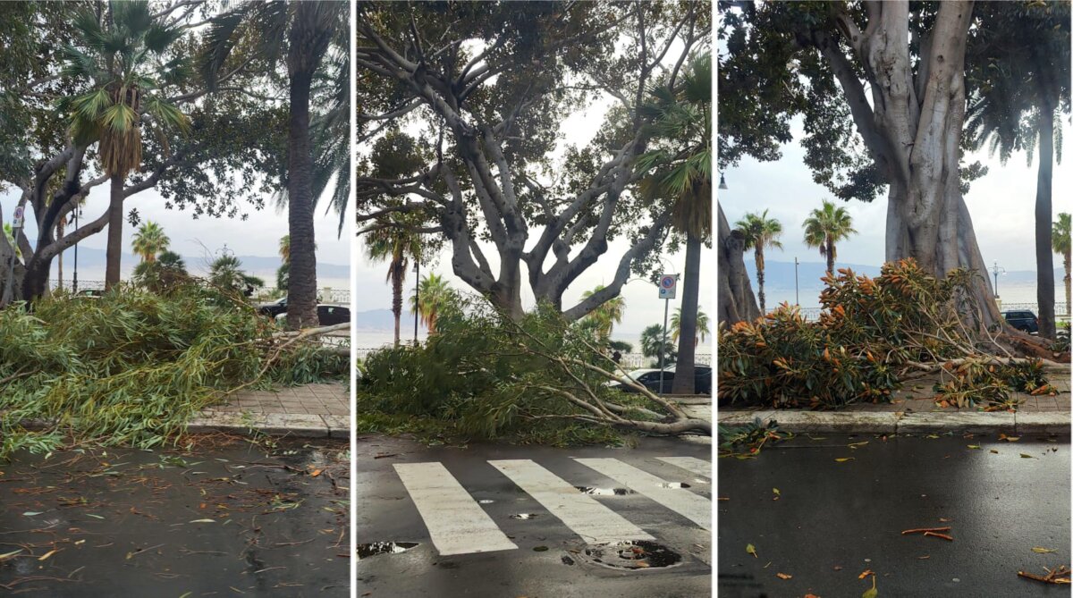 Alberi Via Marina