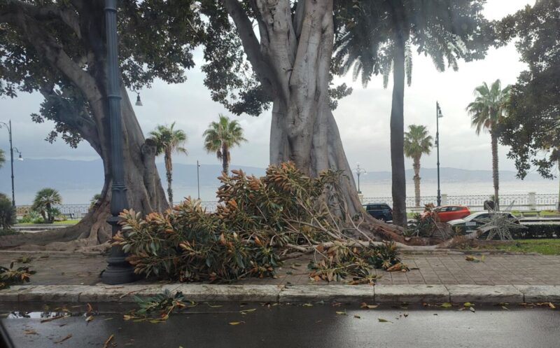 Alberi Via Marina2