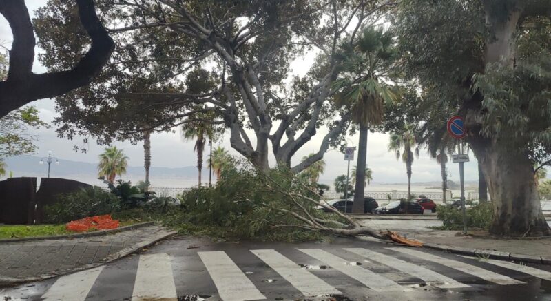 Alberi Via Marina3