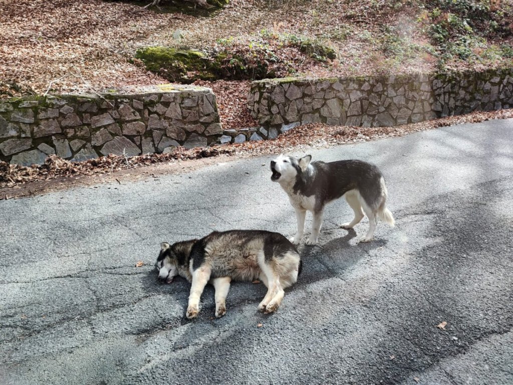 Cani Morti