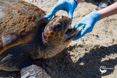 Caretta Caretta 2