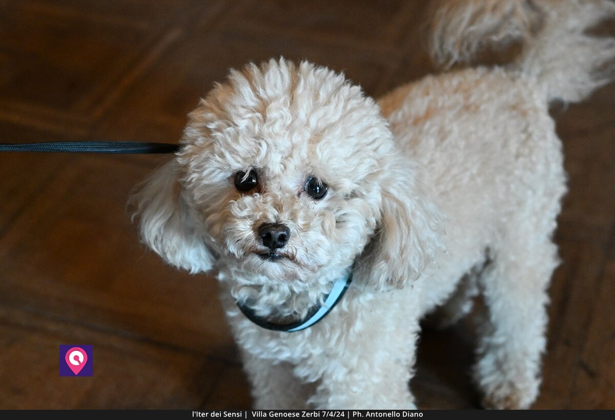 Iter Dei Sensi De Stefano (152)