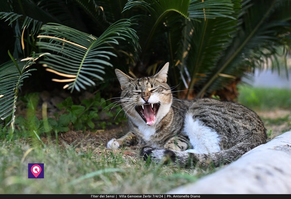 Iter Dei Sensi De Stefano (50)