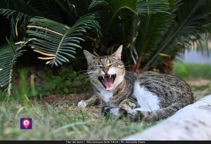 Iter Dei Sensi De Stefano (50)