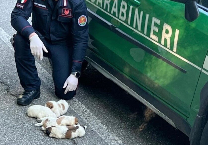 Carabinieri Cani Ok