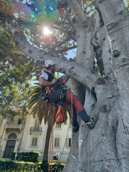 Stabilità Alberi Lungomare 1