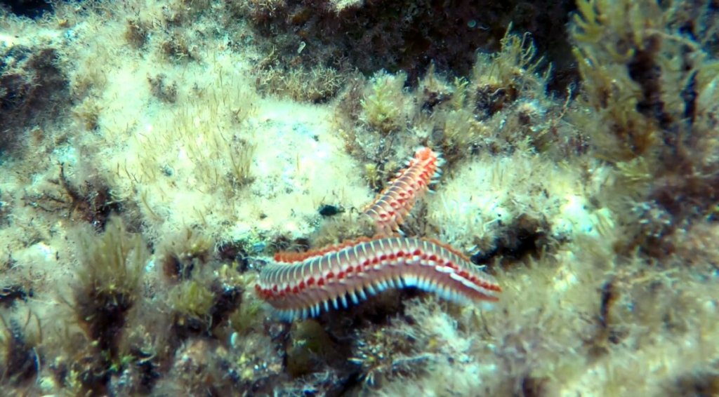 Vermocane 1
