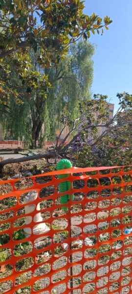 Alberi Reggio Calabria Comitato Viale (1)