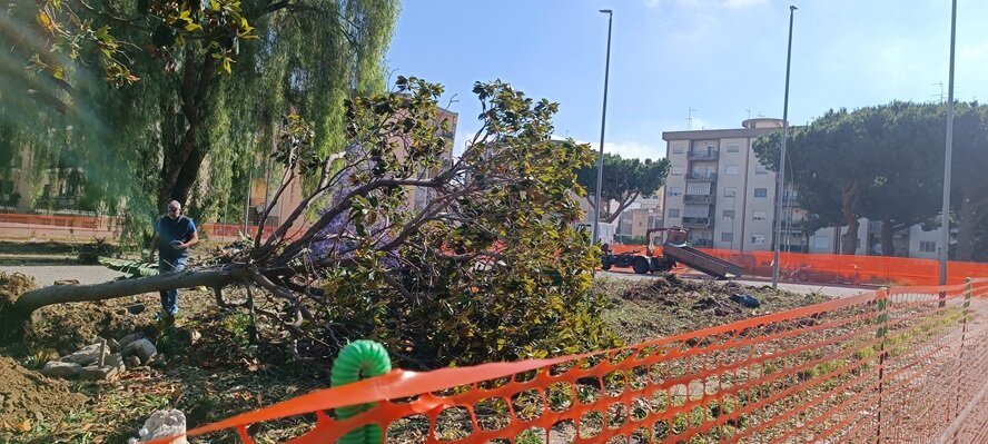 Alberi Reggio Calabria Comitato Viale (2)