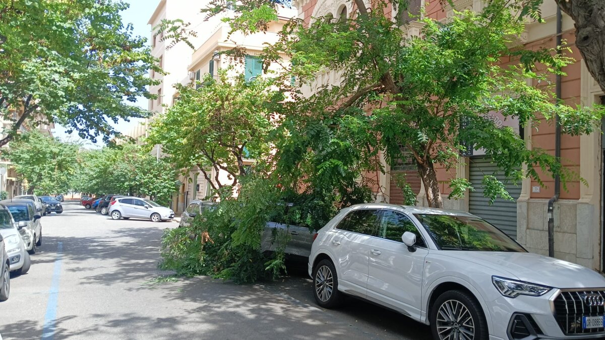 Albero Caduto Via Giunta