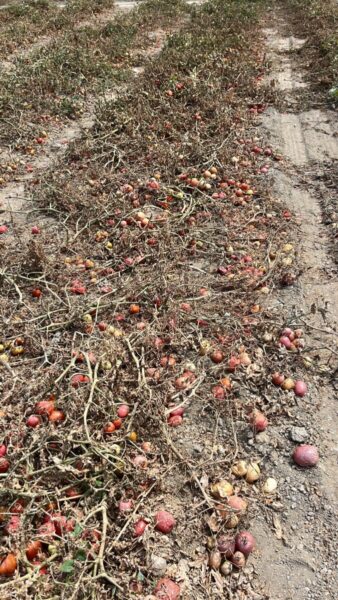 Pomodori Siccità