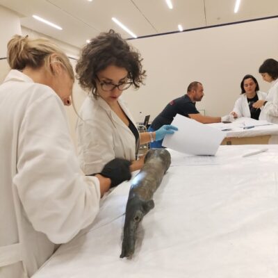 Bronzi San Casciano Allestimento Mostra Marrc