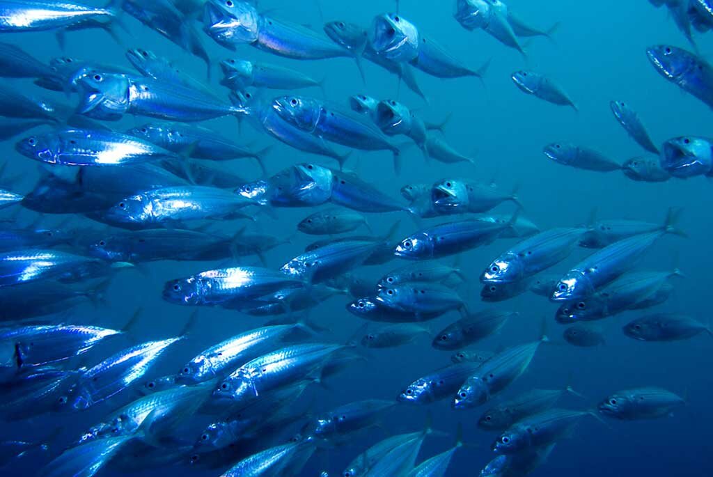 Pesceazzurro