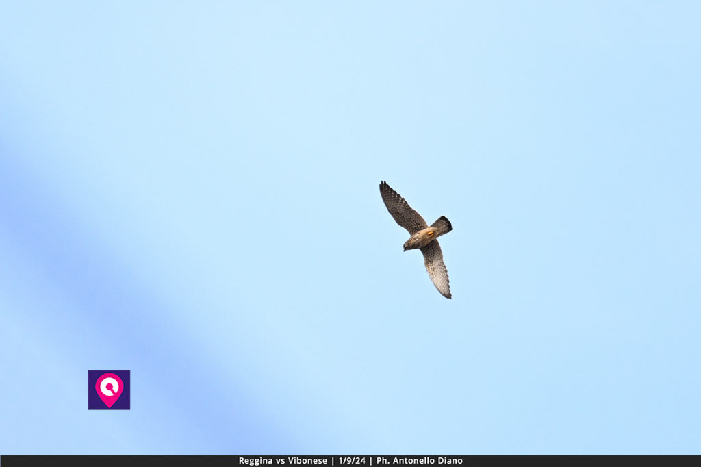 Reggina Vibonese (152)