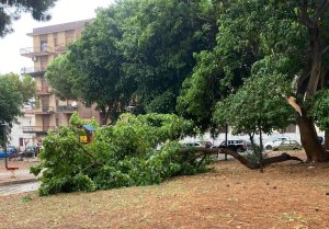 Caduta Albero Tremulini