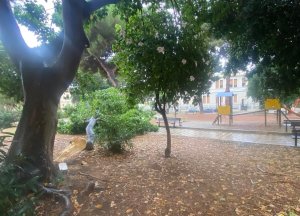 Caduta Albero Tremulini 6