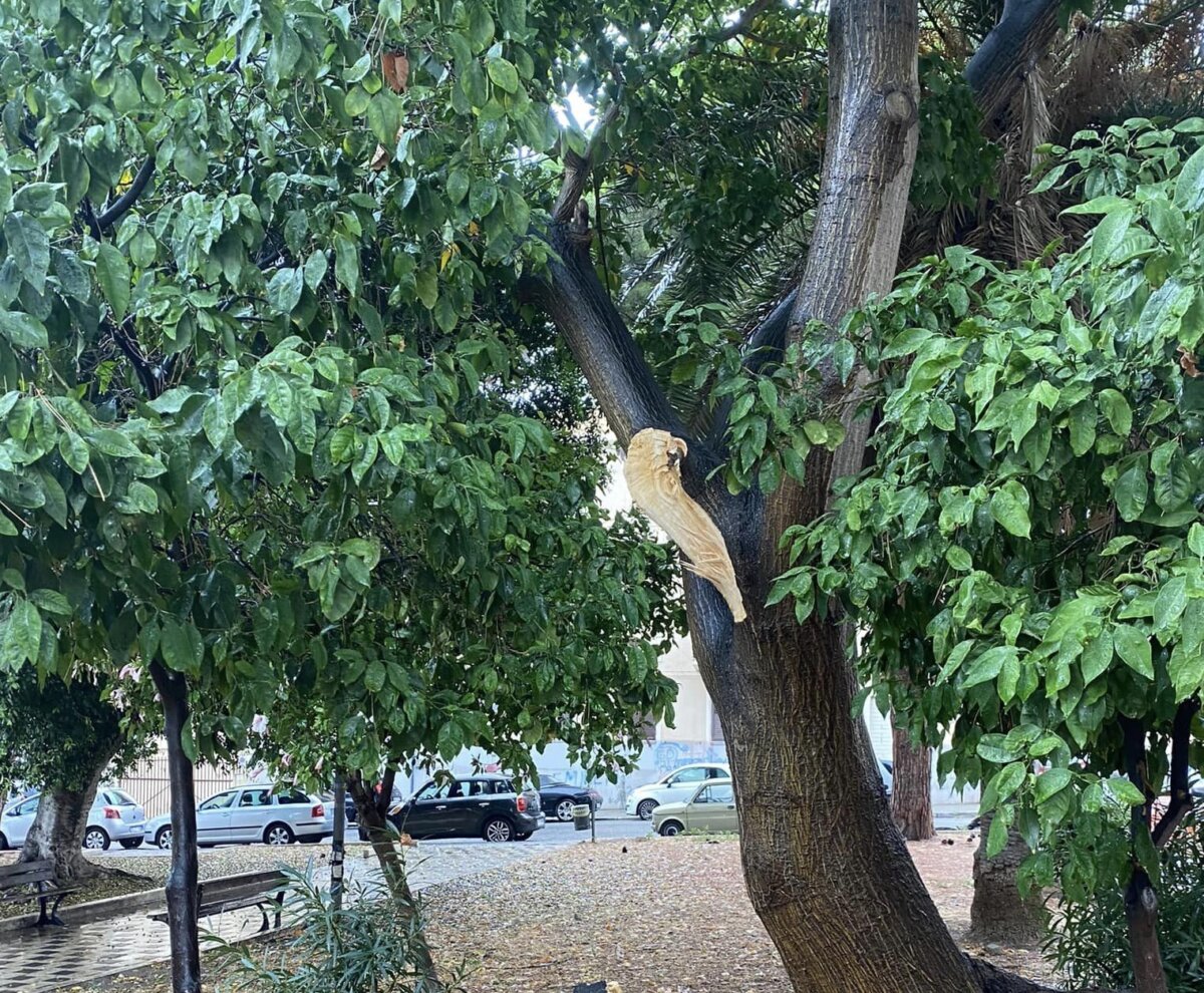 Caduta Albero Tremulini