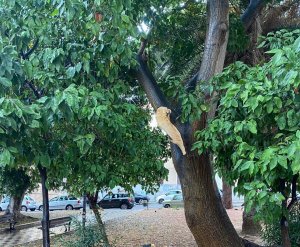 Caduta Albero Tremulini