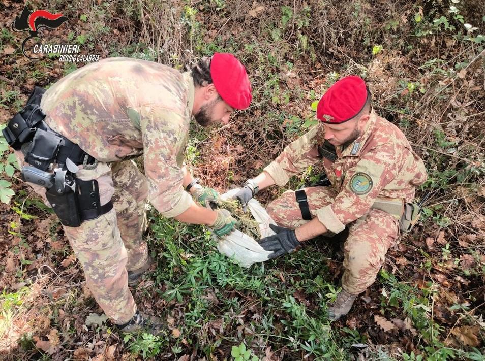 Scoperte due piantagioni di canapa nel cuore dell’Aspromonte: arrestata una coppia