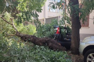 Albero caduto via benassai