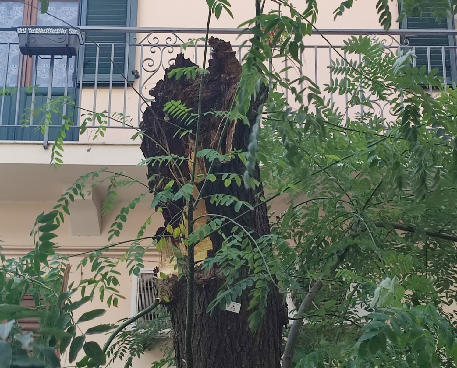 Albero caduto via benassai