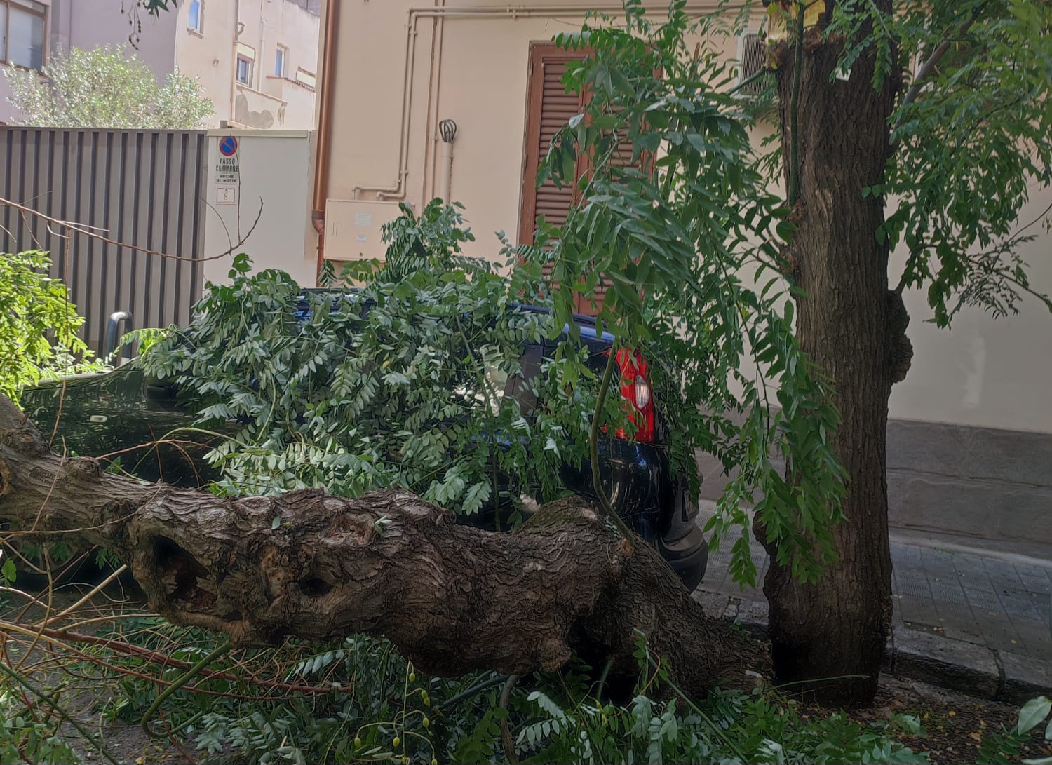 Albero caduto via benassai