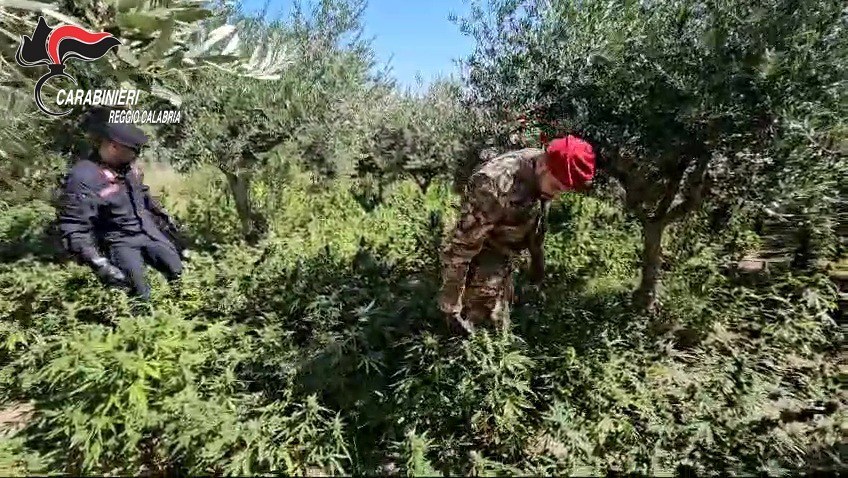 Carabinieri marijuana ()