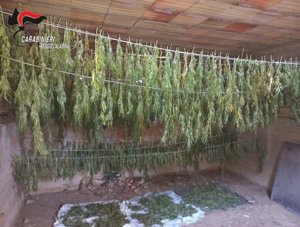 carabinieri cannabis gallina rc