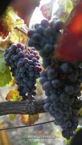 anima autentica brand identitario metro city