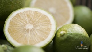 anima autentica brand identitario metro city