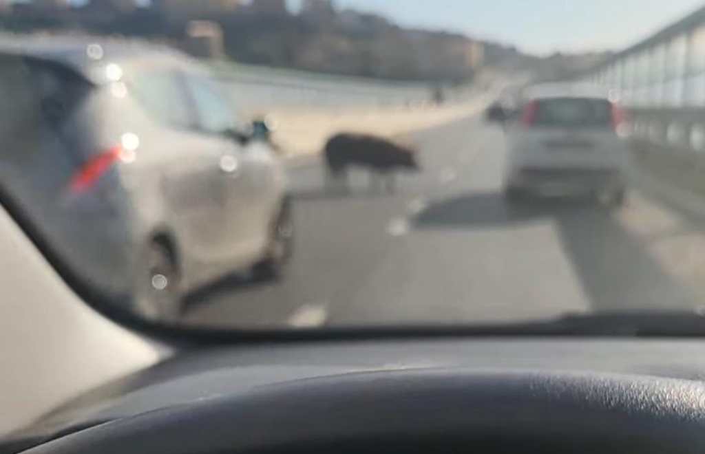 maiali raccordo autostradale