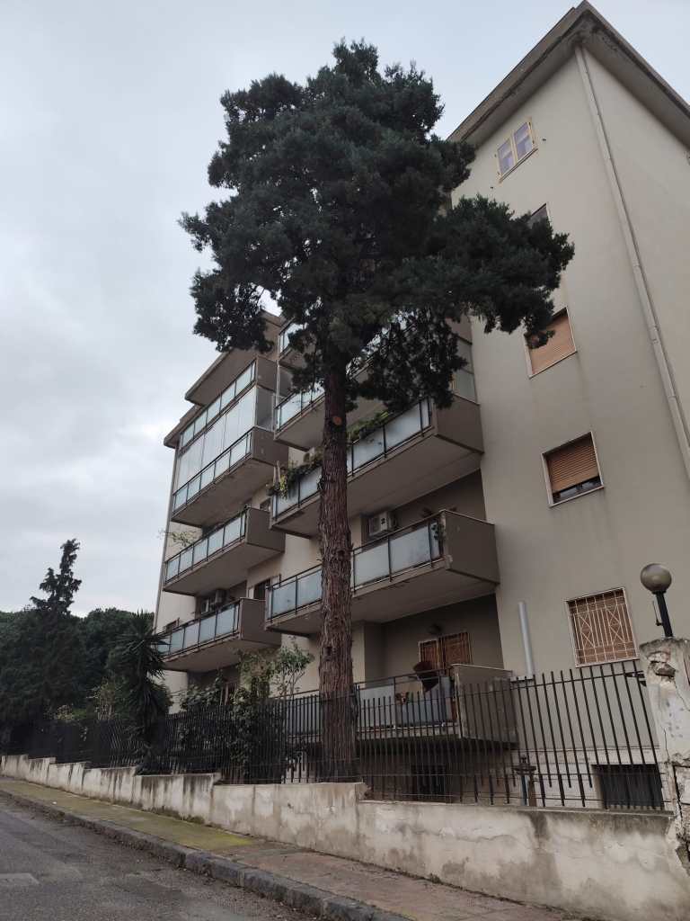 albero pericolante piazza Milano RC ()