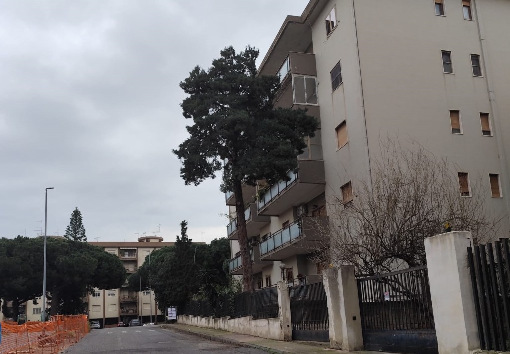 albero pericolante piazza Milano RC