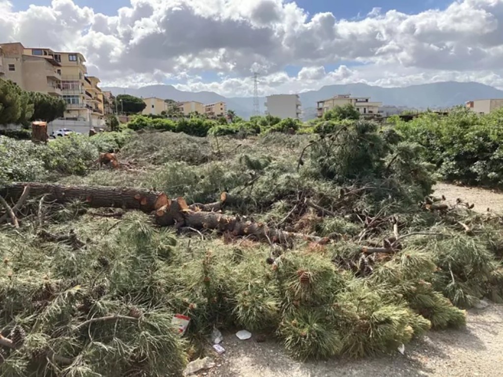 abbattimento alberi rc legambiente cai ()