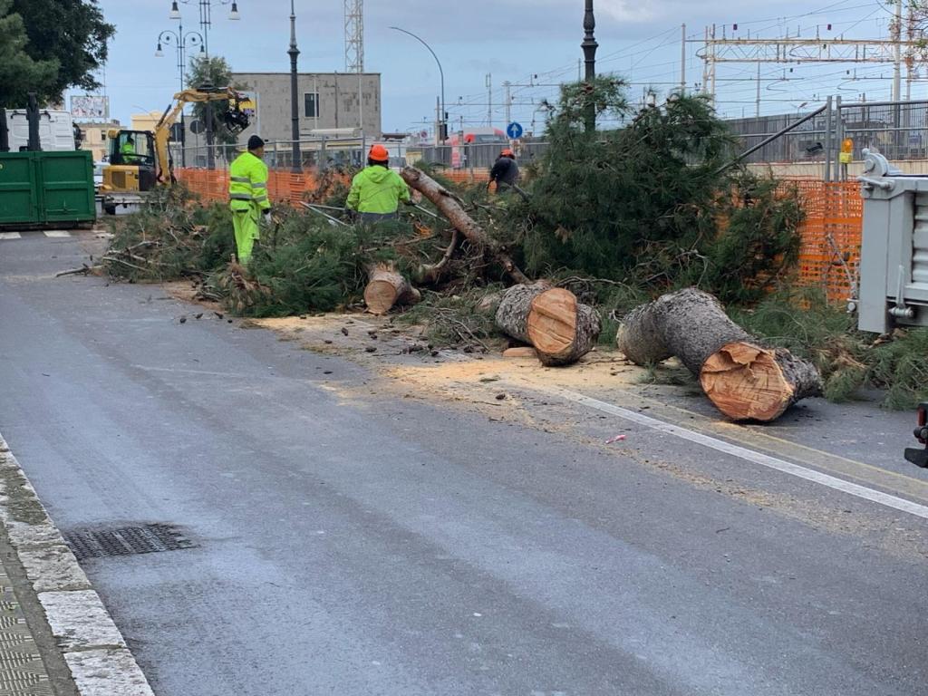 caduta albero via marina reggio calabroa ()