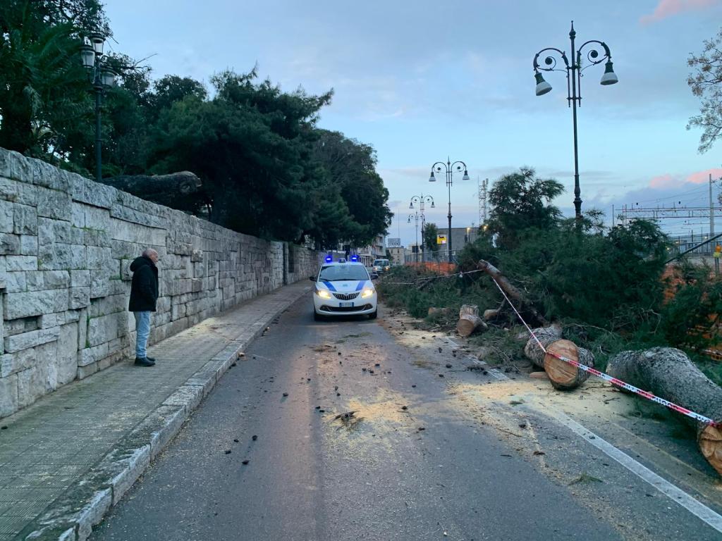 caduta albero via marina reggio calabroa