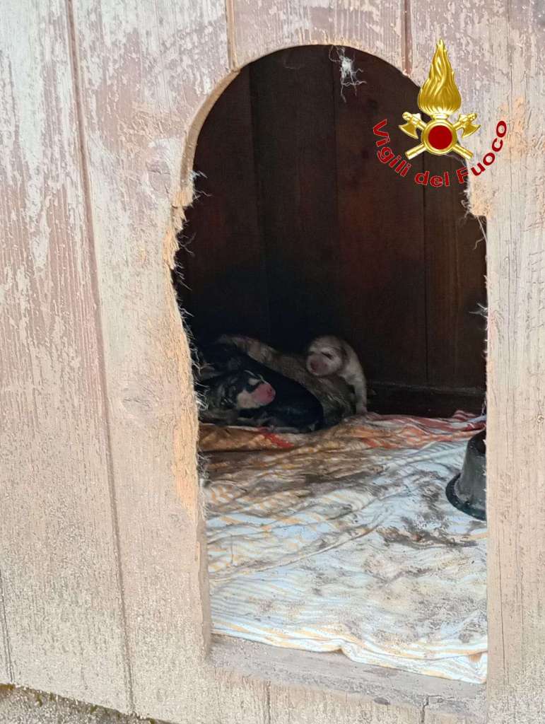 cuccioli salvataggio