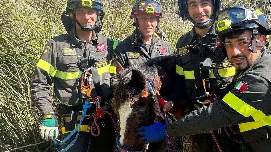 salvataggio cavallo vigili del fuoco