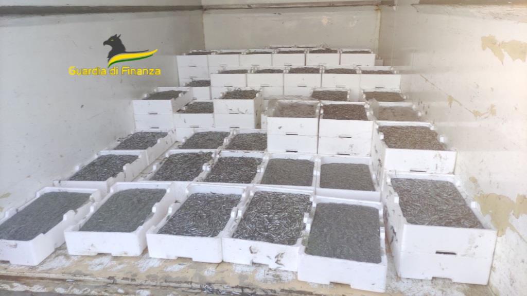 sequestro tonnellate sardella gdf