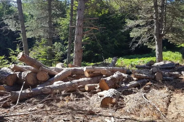 Furto di legname e roghi nel Parco d’Aspromonte: arrestato un uomo a Gambarie