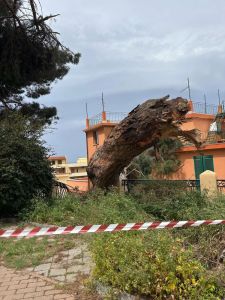 alberi caduti
