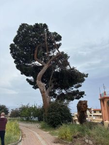 alberi caduti