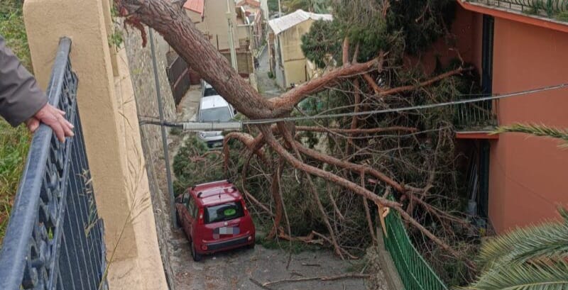 albero caduto